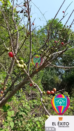 VENDO TERRENO EN HUIZUCAR - Imagen 7
