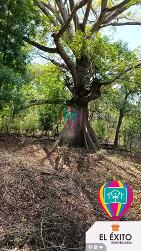 VENDO TERRENO EN HUIZUCAR - Imagen 4