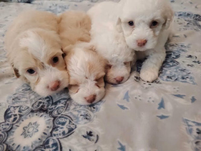 Perritos French maltipo