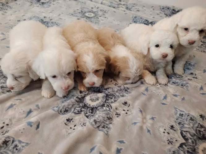 Perritos French maltipo