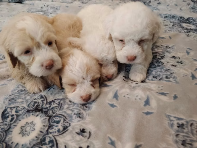 Perritos French maltipo