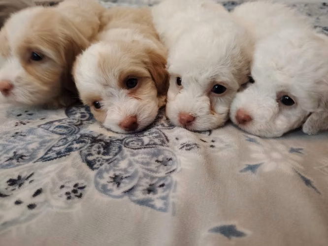 Perritos French maltipo