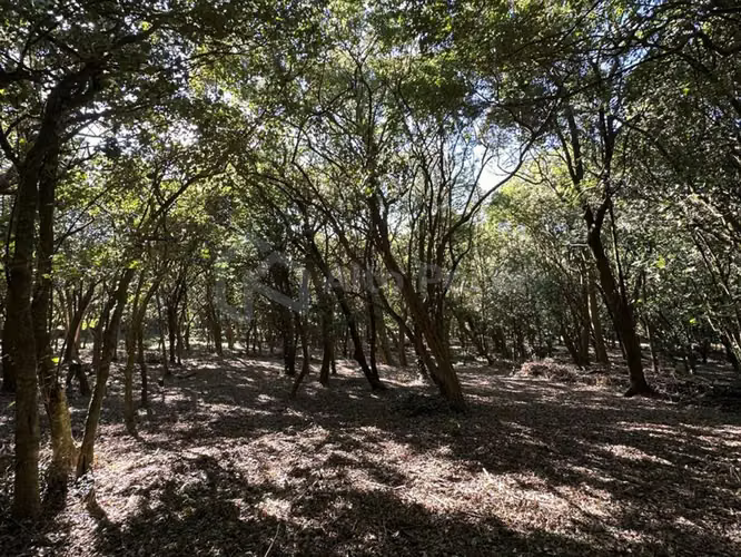 Terreno en venta en Cerro Verde