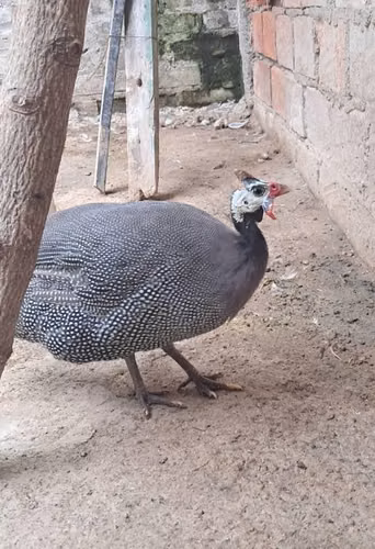 Gallinas guineas