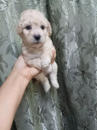 Maltipoo mini