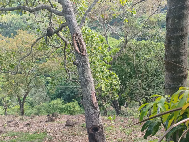 TERRENO NVA GUADALUPE, SAN MIGUEL