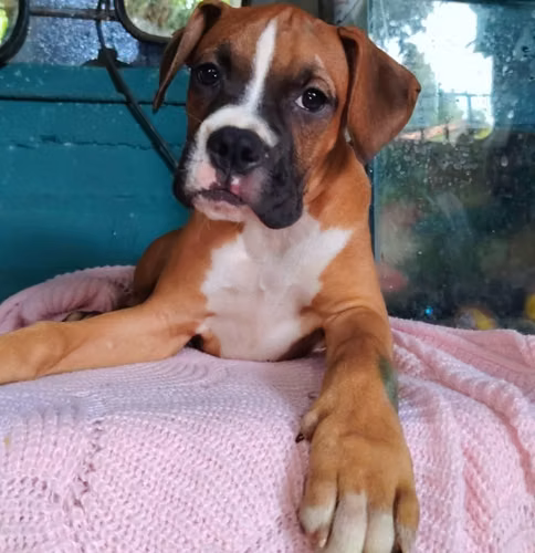 Boxer
