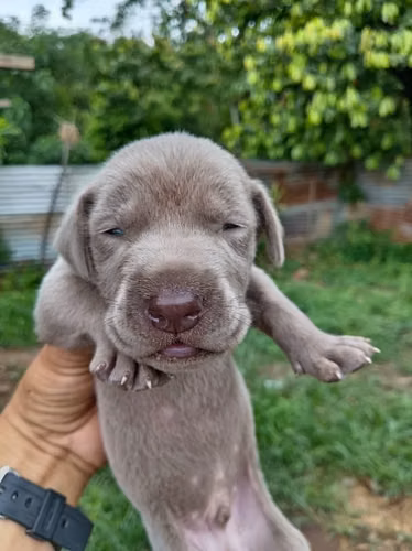 Cachorros weimaraner