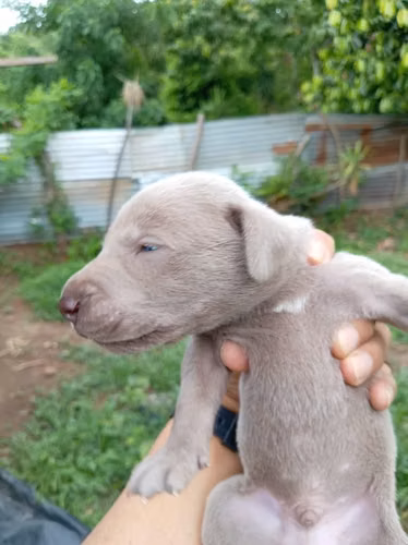 Cachorros weimaraner