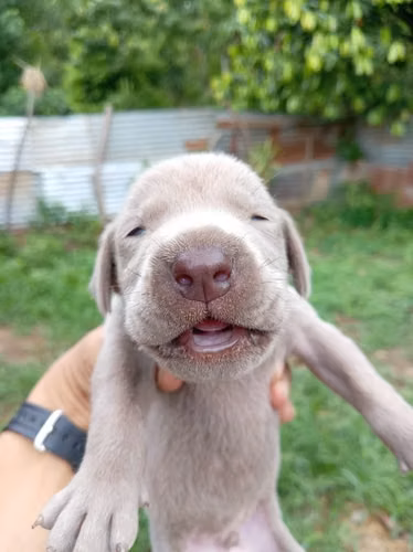 Cachorros weimaraner