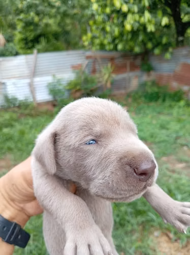 Cachorros weimaraner