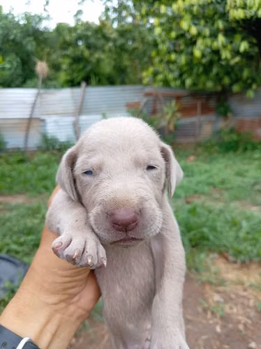 Cachorros weimaraner