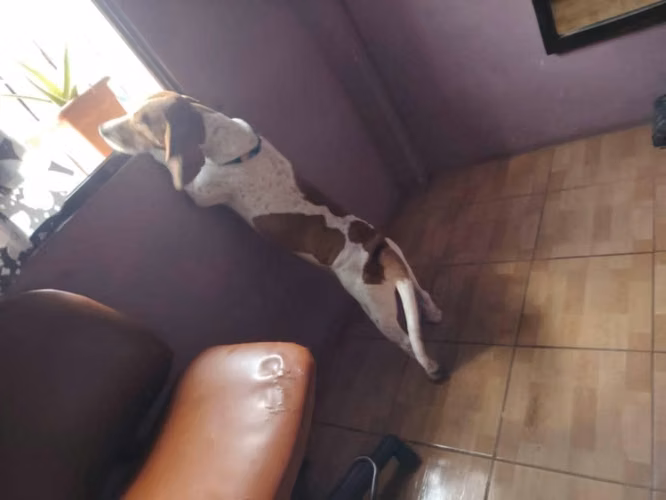 Perro Beagle muy obediente , se le busca nueva familia