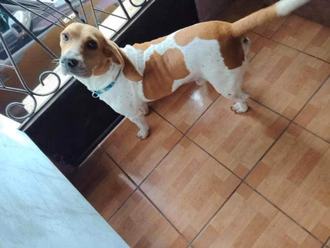 Perro Beagle muy obediente , se le busca nueva familia
