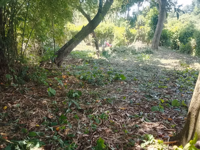 HACIENDA LAS TRES CEIBA