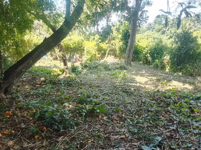 HACIENDA LAS TRES CEIBA