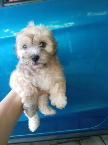 Maltipoo