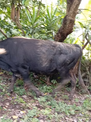 Ganado