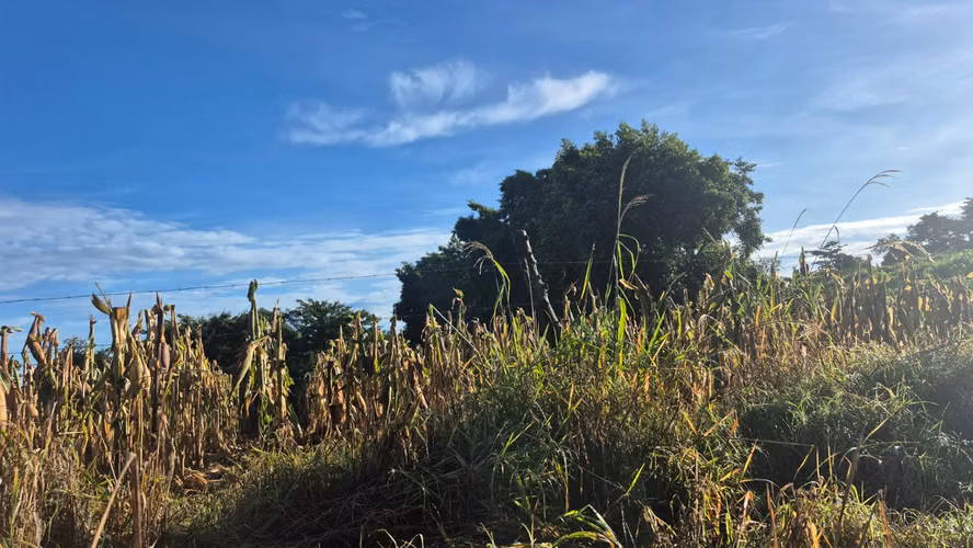  Terrenos en Venta – Carretera Los Naranjos, Santa Ana