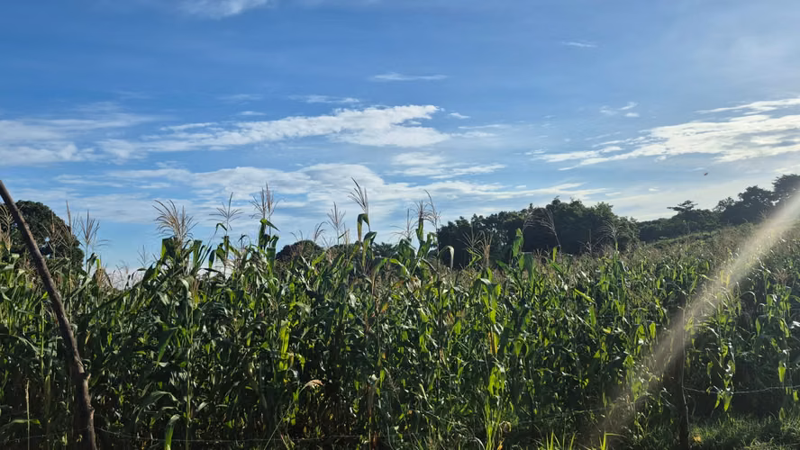  Terrenos en Venta – Carretera Los Naranjos, Santa Ana