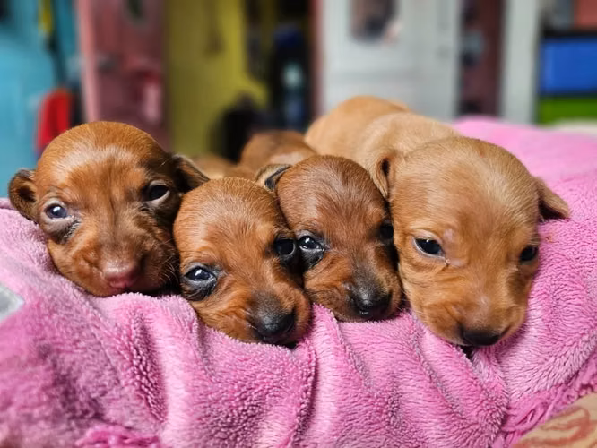 Perritos Salchicha Puros