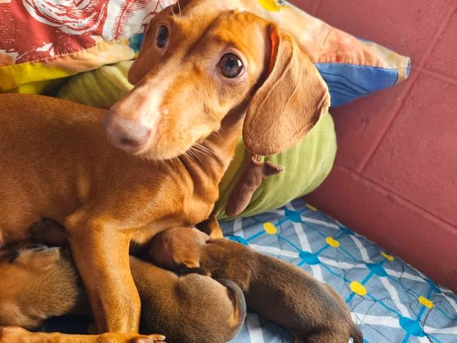 Perritos Salchicha Puros