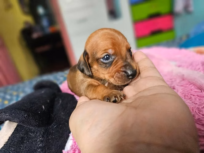 Perritos Salchicha Puros