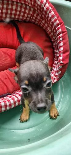 Chihuahua