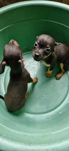 Chihuahua