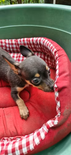 Chihuahua