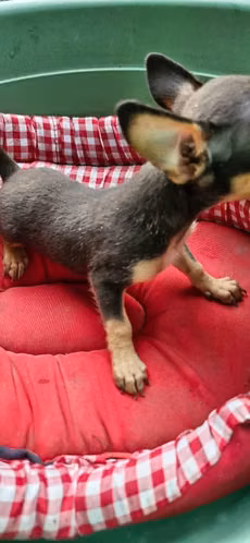 Chihuahua