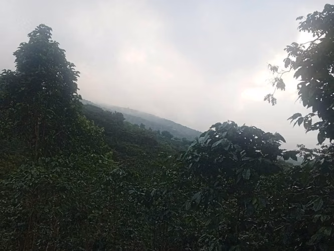 Venta de Finca Caficultora