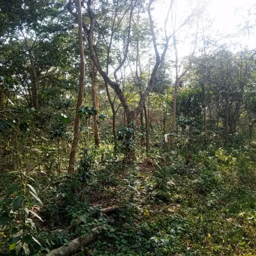 Finca de Cafe - Imagen 3