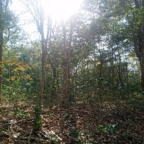 Finca de Cafe - Imagen 4