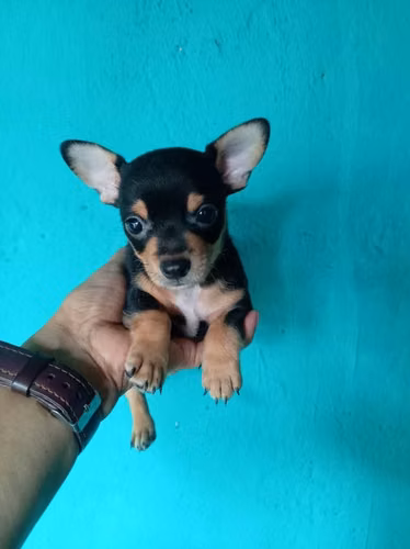 Chihuahuas machos