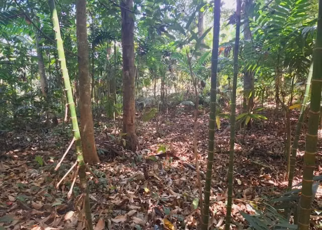 VENTA DE TERRENO SANTO TOMAS - Imagen 2