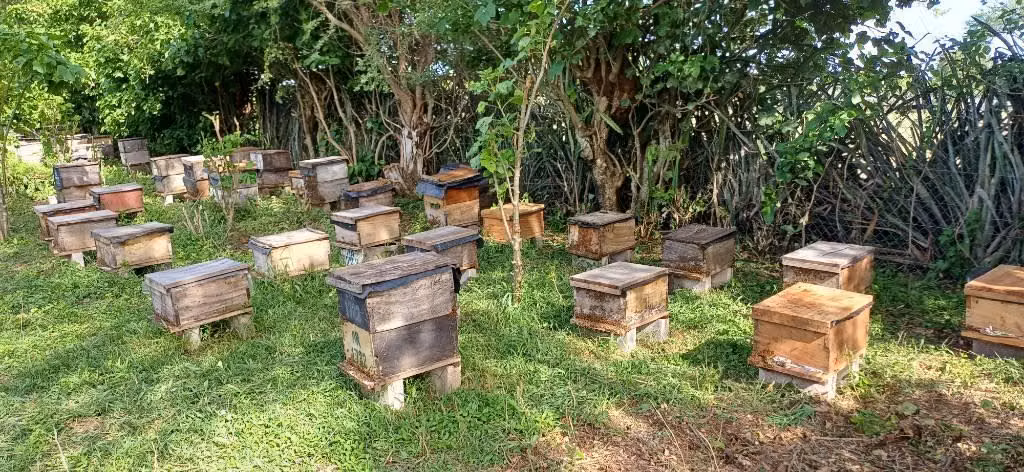Venta colmenas de abejas meliferas $90 c/d