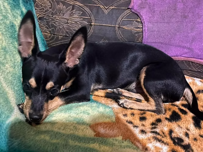 Chihuahua macho 5 meses