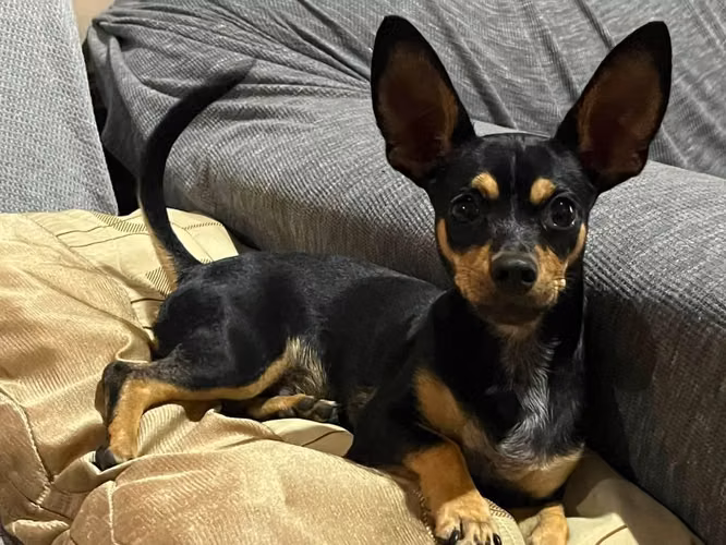 Chihuahua macho 5 meses