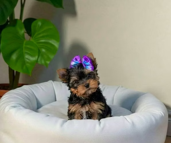 Yokie Miniatura disponible