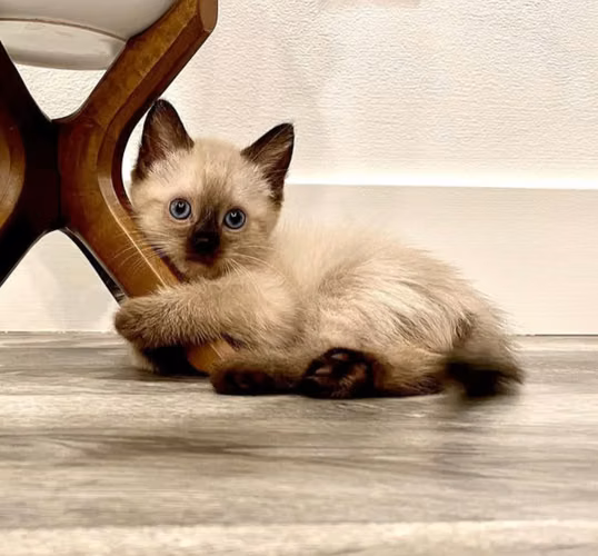 Gatitos siamés