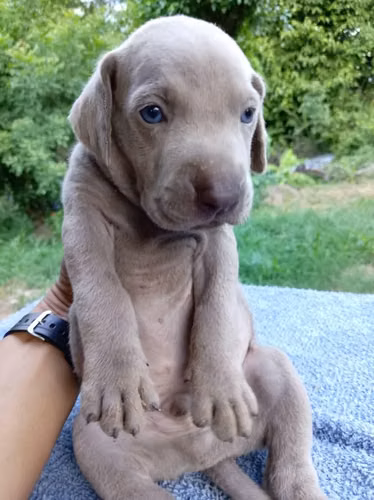 Ejemplares weimaraner