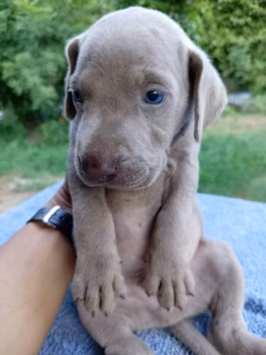 Ejemplares weimaraner