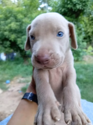 Ejemplares weimaraner
