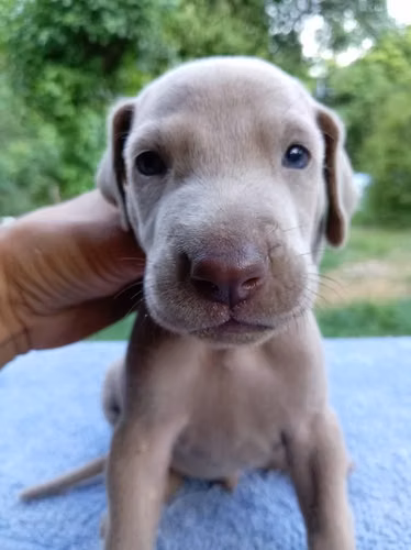 Ejemplares weimaraner