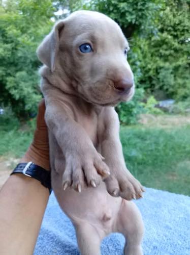 Ejemplares weimaraner