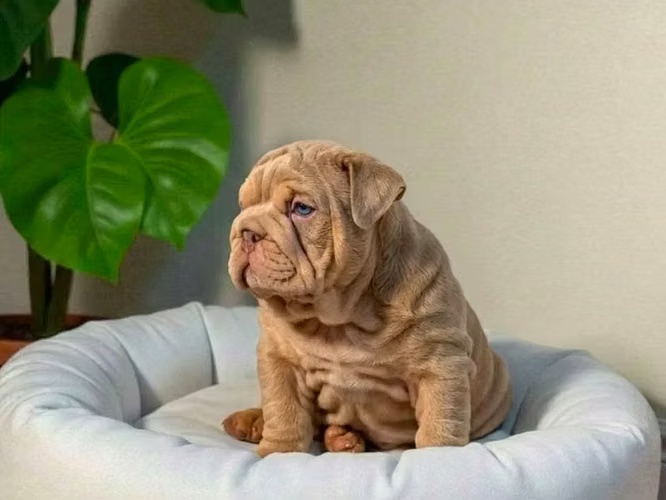 Bulldog Francés Exótico disponible