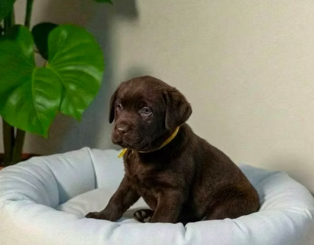 disponible para venta  Labrador Retriever Chocolate