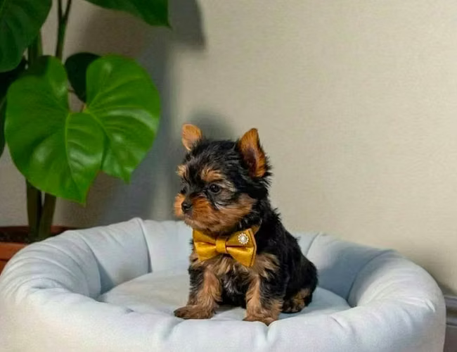 Yokie Miniatura disponible