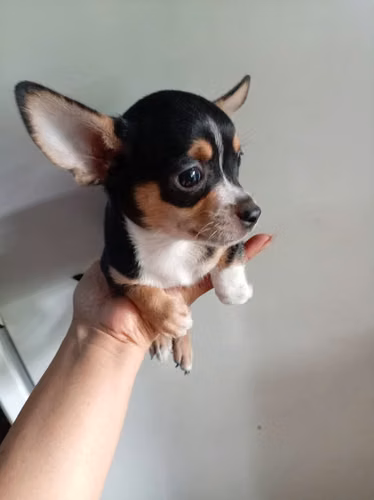 Mini Chihuahua mini